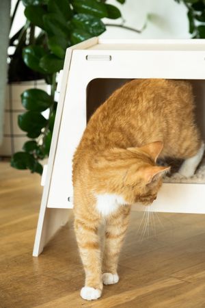 Cat bed TV Natural