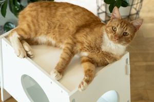 Cat bed ShushShush White