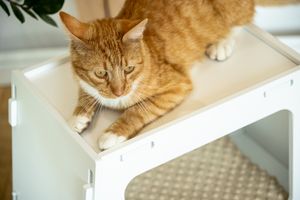 Cat bed TV White