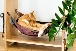 Multifunctional Cat Hammock veneered Oak