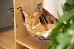 Multifunctional Cat Hammock veneered Oak