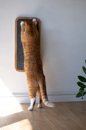 Cat Scratcher Rectangle-natural