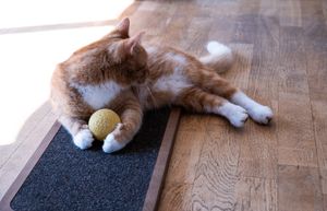 Cat Scratcher Rectangle- walnut