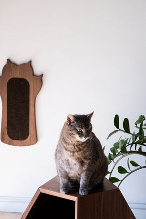 Cat Scratcher Pow- natural