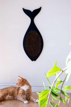 Cat Scratcher Fish- black